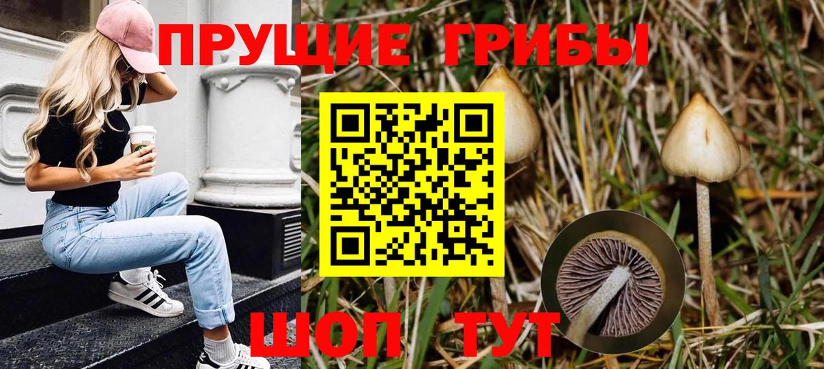 Галлюциногенные грибы прущие грибы  Галлюциногенные грибы Cubensis  Сосновый Бор  Вход с VPN 
